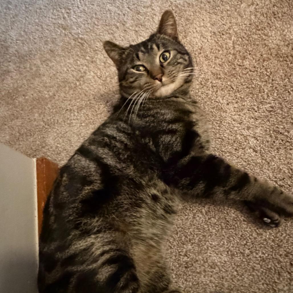 Enlarge Barney, a Adoptable Domestic Short Hair in Overland Park, KS image 6/6