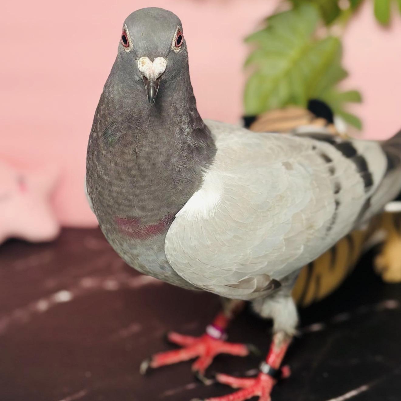 Otstrava , ADOPTABLE, Adult Unknown Pigeon.