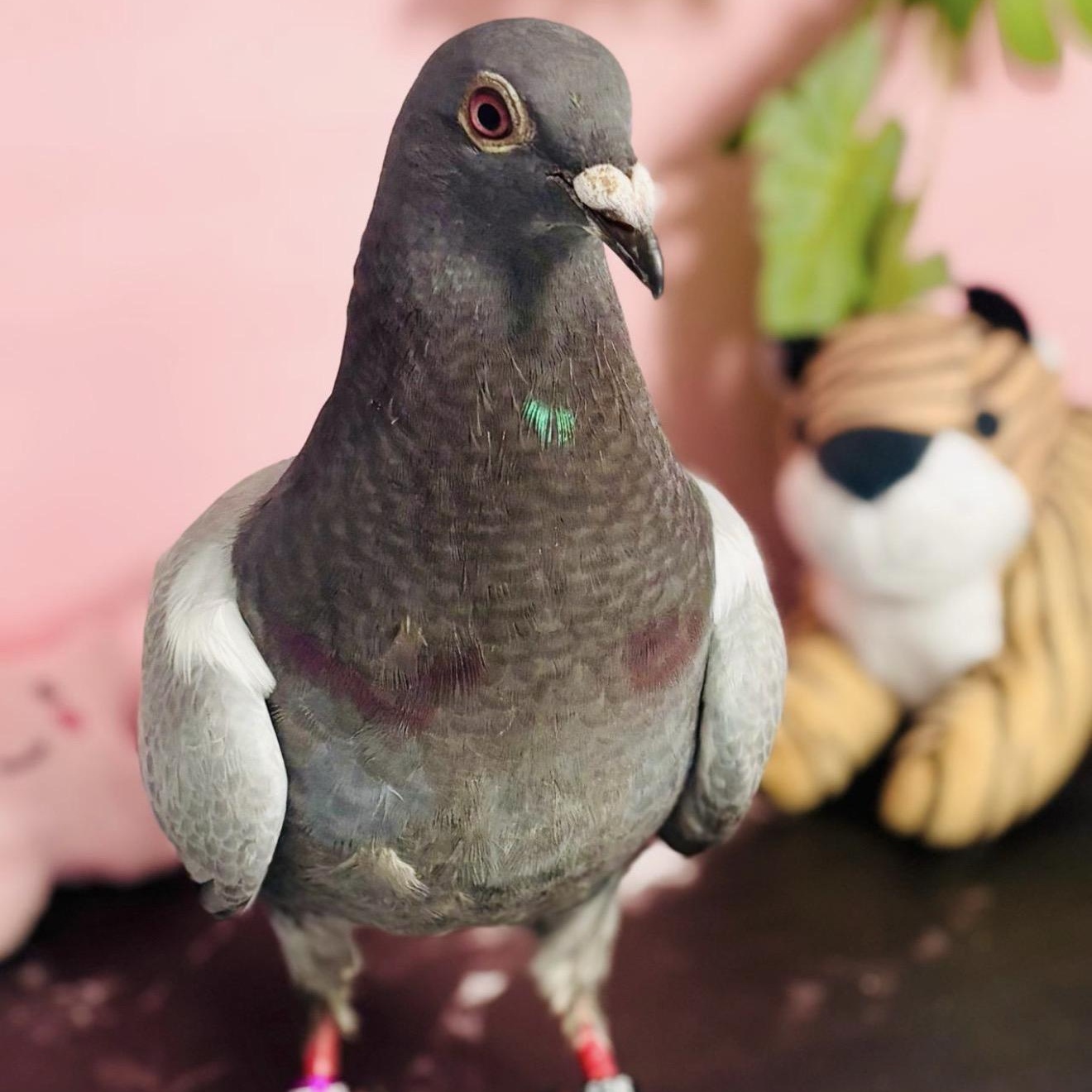 Otstrava , a ADOPTABLE Pigeon in Chicago, IL image 3/4