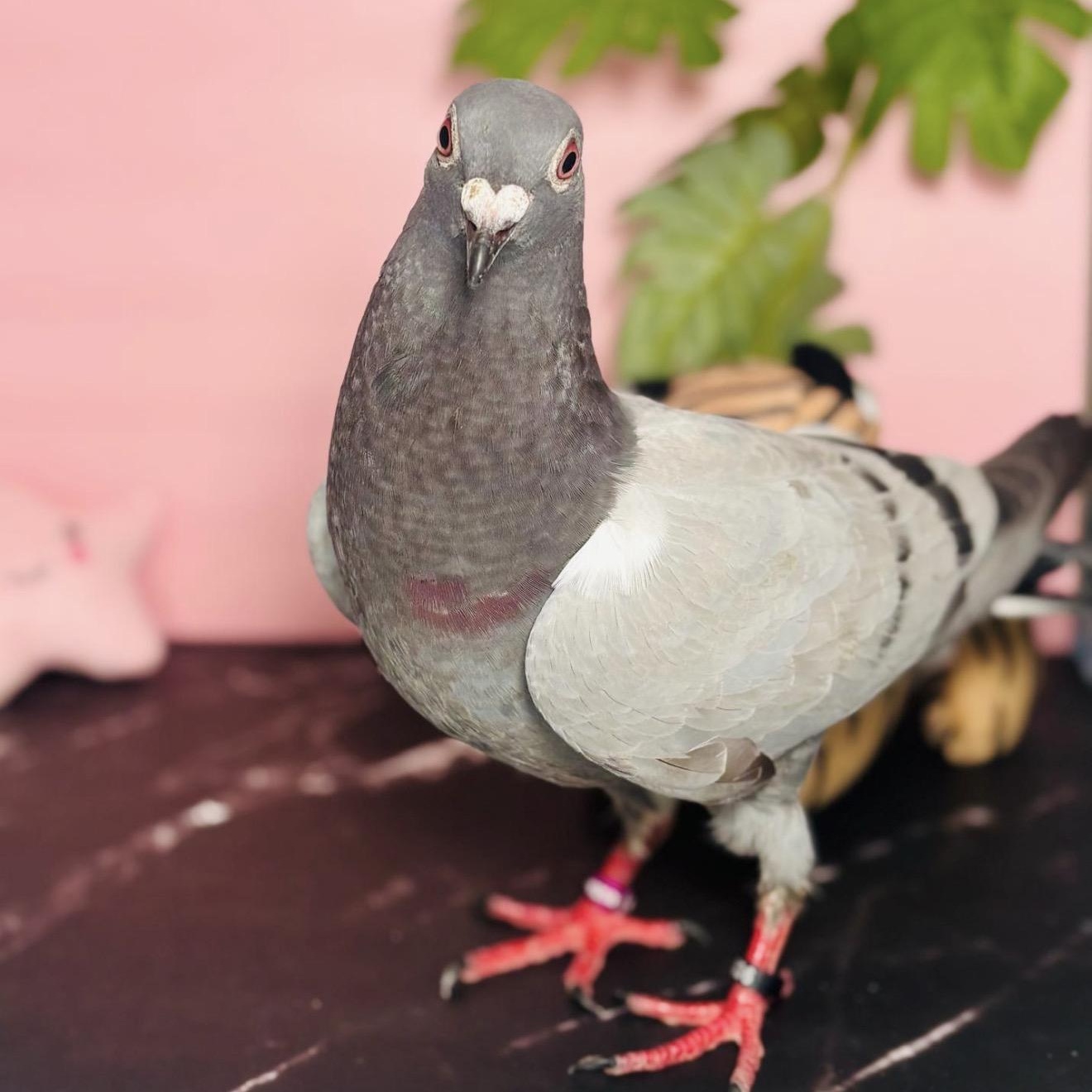 Otstrava , a ADOPTABLE Pigeon in Chicago, IL image 2/4