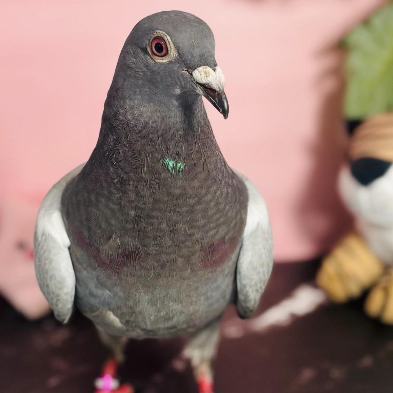 Otstrava , a ADOPTABLE Pigeon in Chicago, IL image 4/4