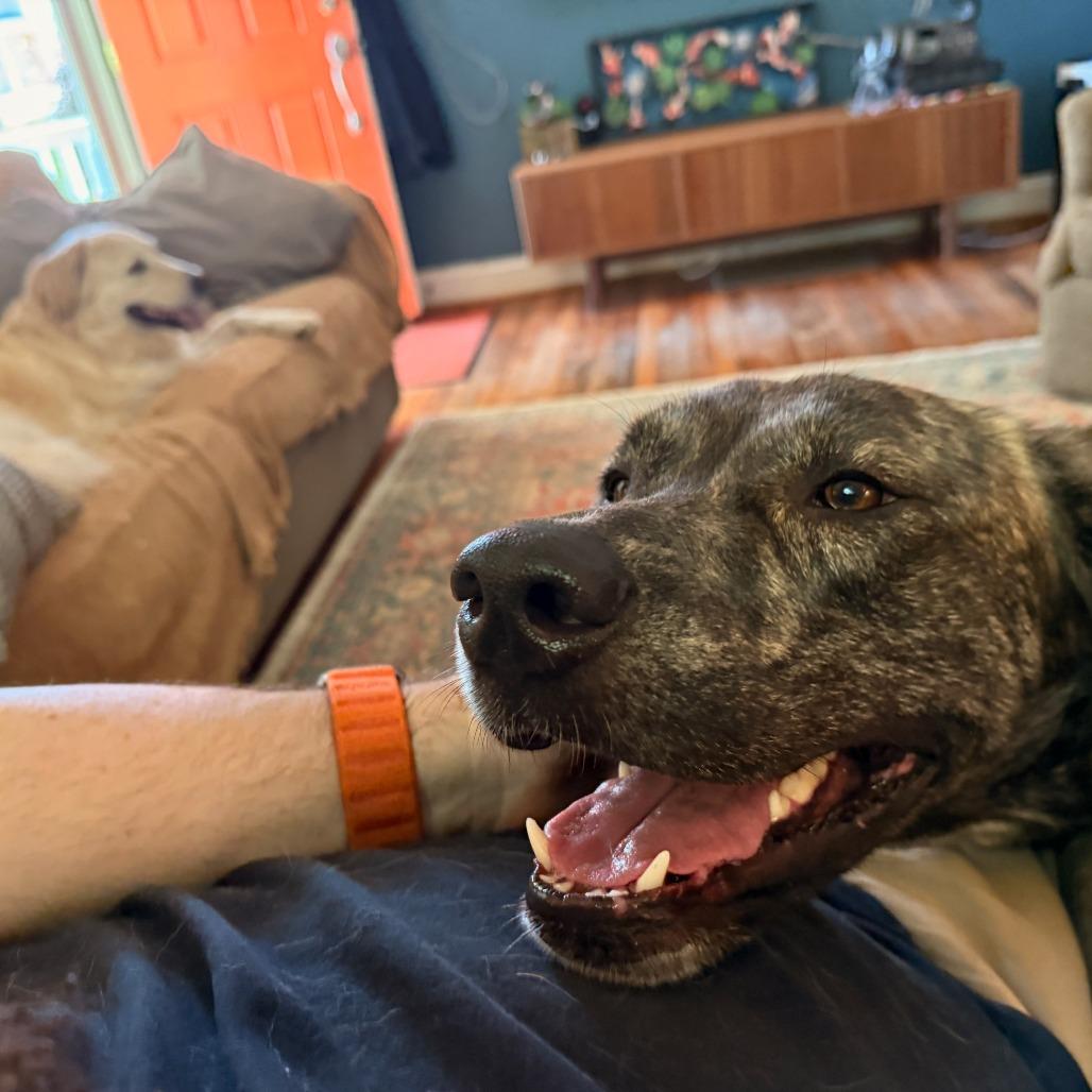 Churro, Adoptable, Adult Female Mixed Breed.