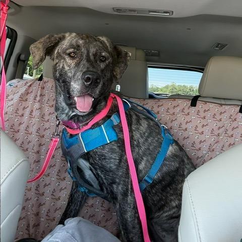 Churro, a Adoptable Mixed Breed in Raleigh, NC image 2/6