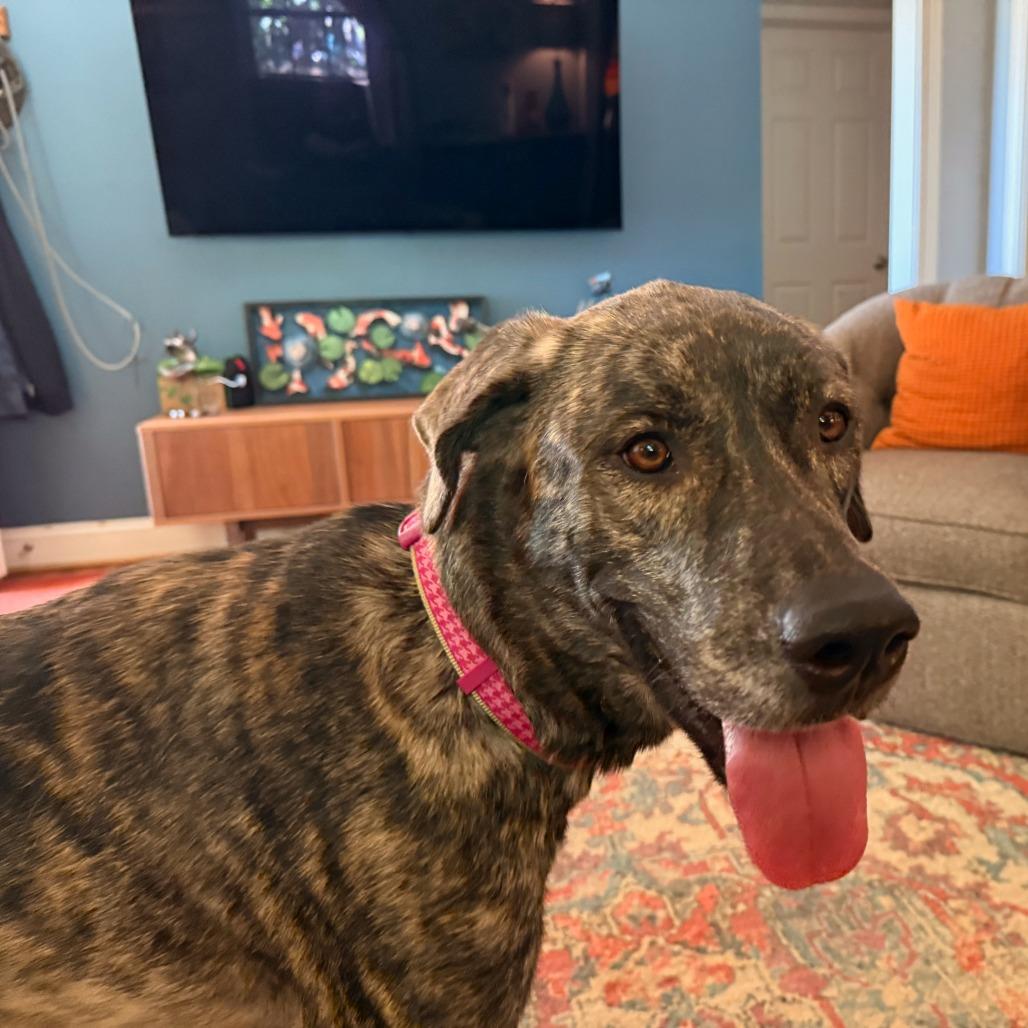 Churro, a Adoptable Mixed Breed in Raleigh, NC image 3/6