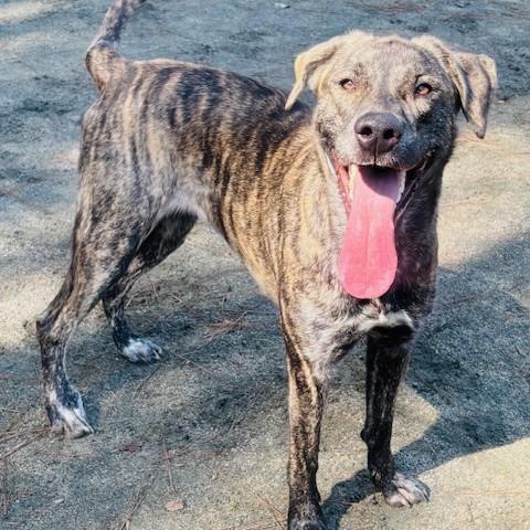 Churro, a Adoptable Mixed Breed in Raleigh, NC image 4/6