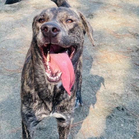 Churro, a Adoptable Mixed Breed in Raleigh, NC image 6/6