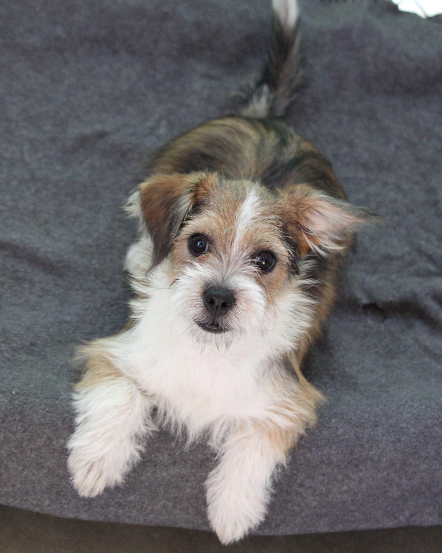 BABY DALLAS, Baby Male unknown