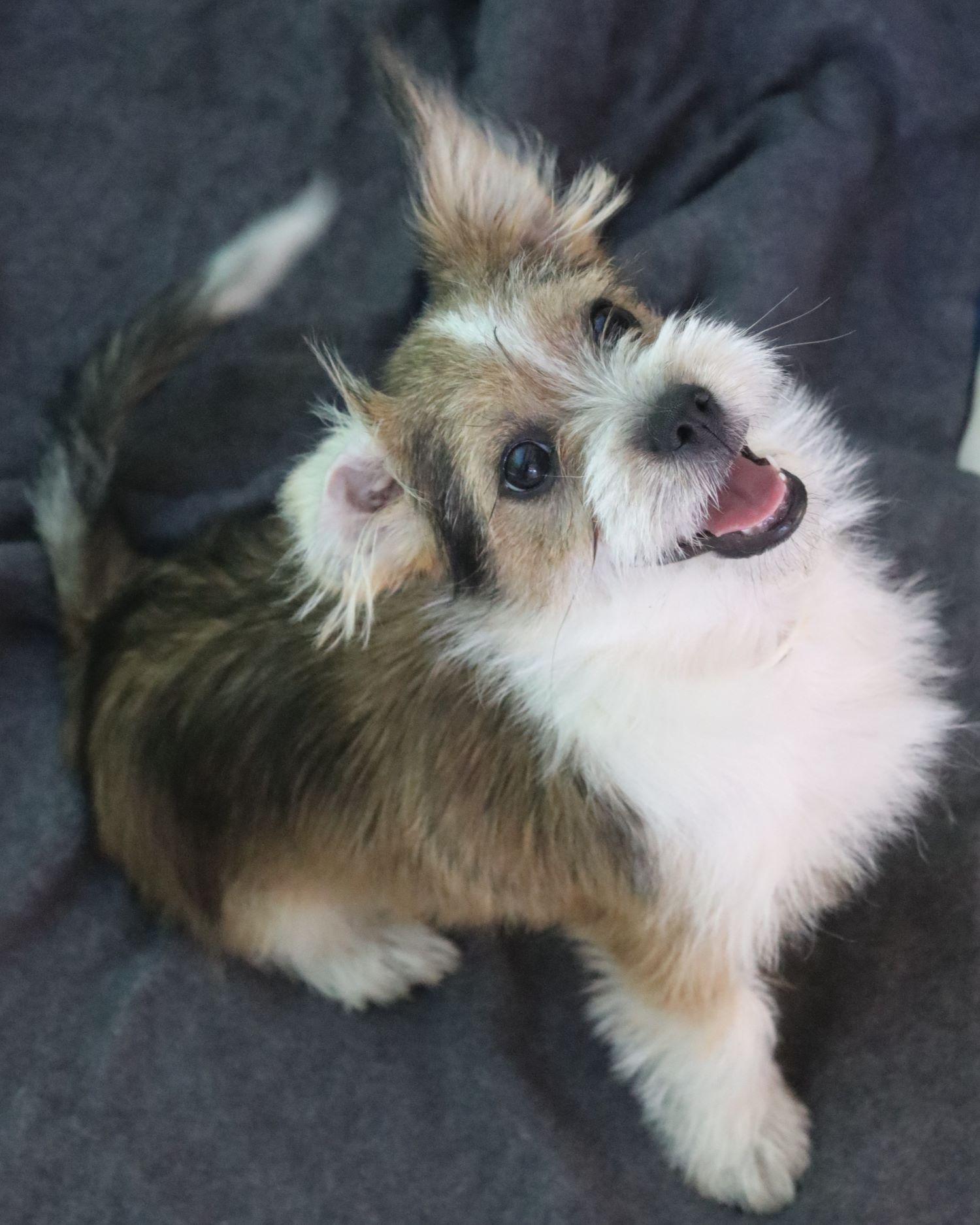 BABY DALLAS photo 4