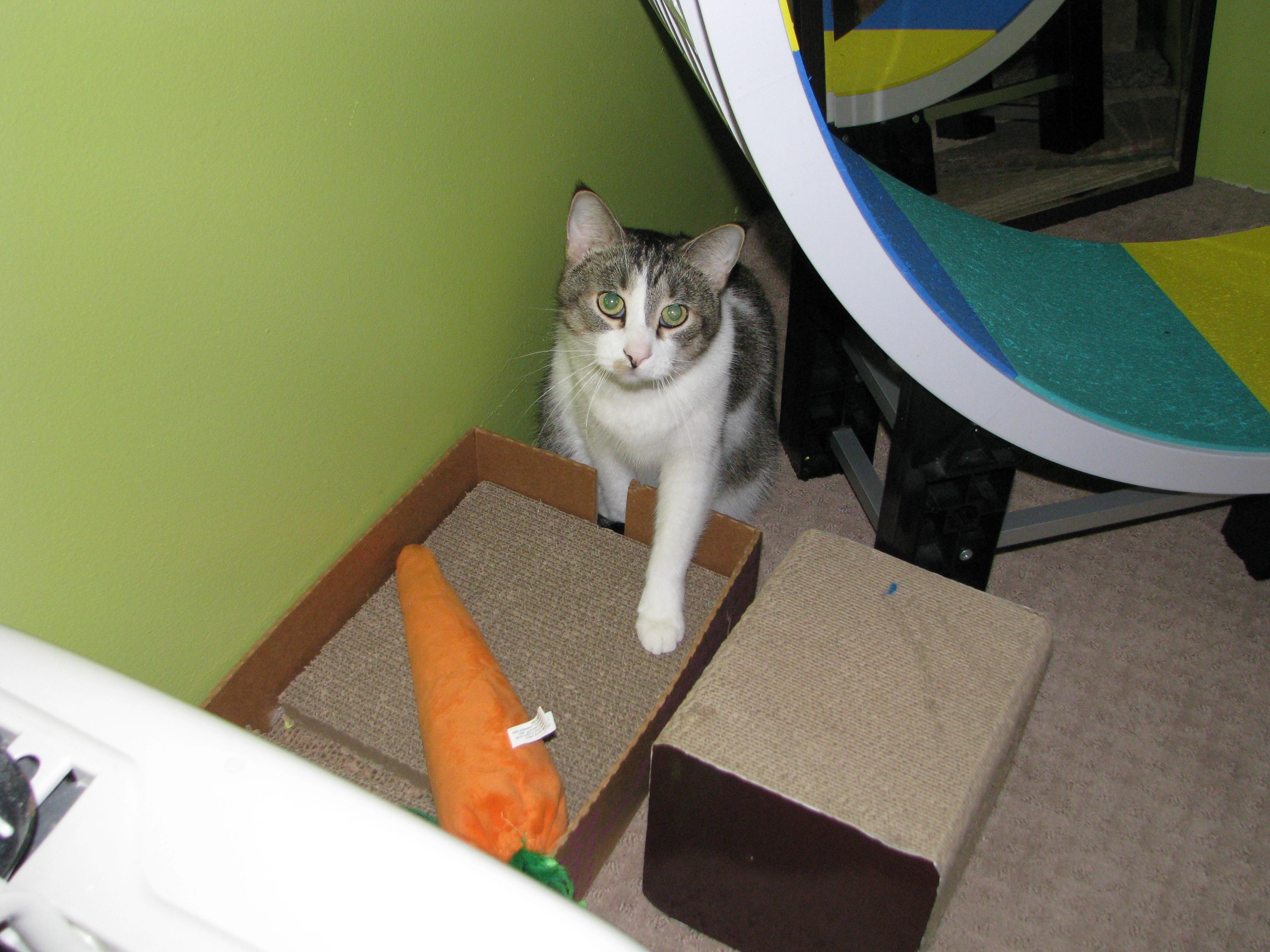 Tobias photo 4