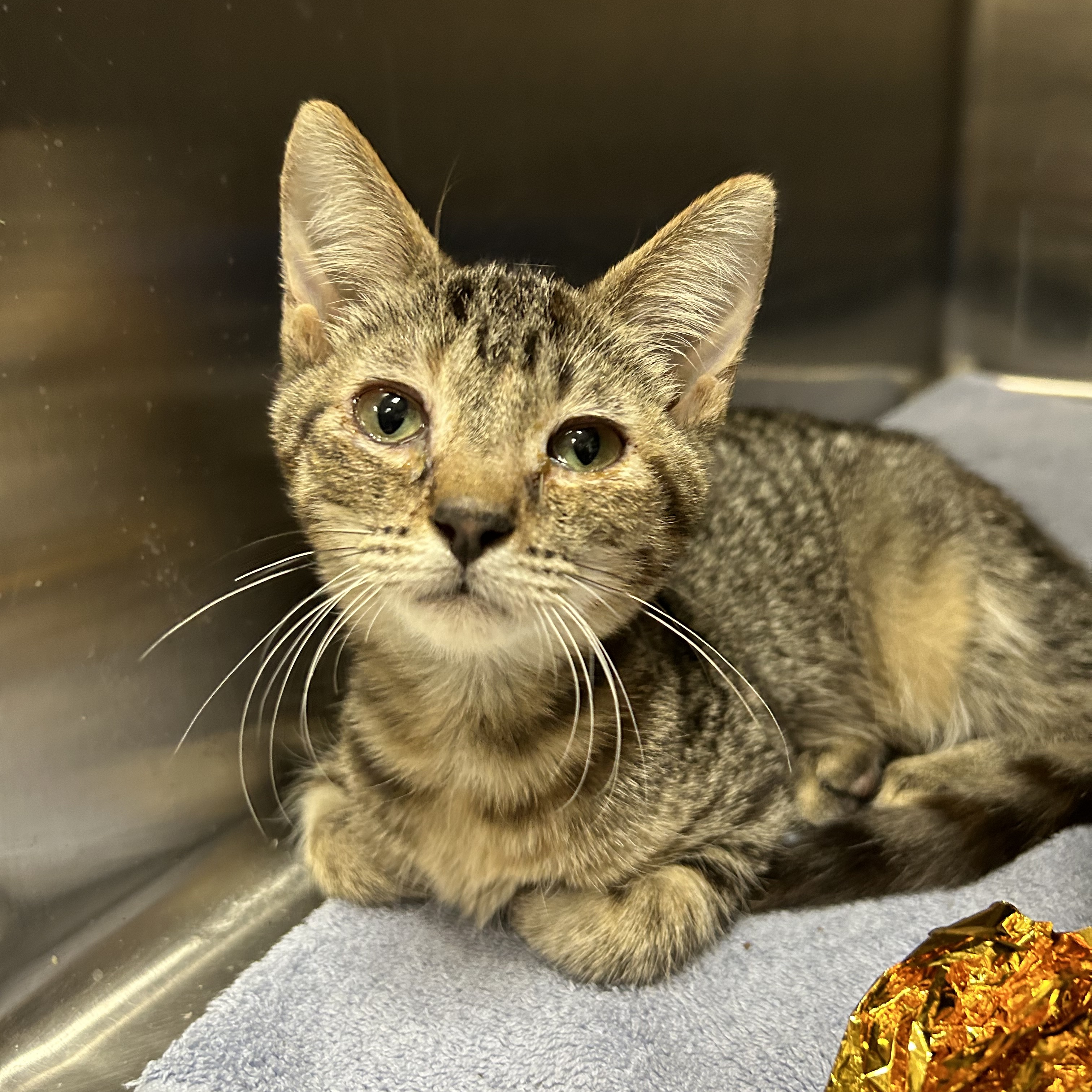 Cat for adoption Dozer, a Domestic Short Hair in La Grange Park, IL