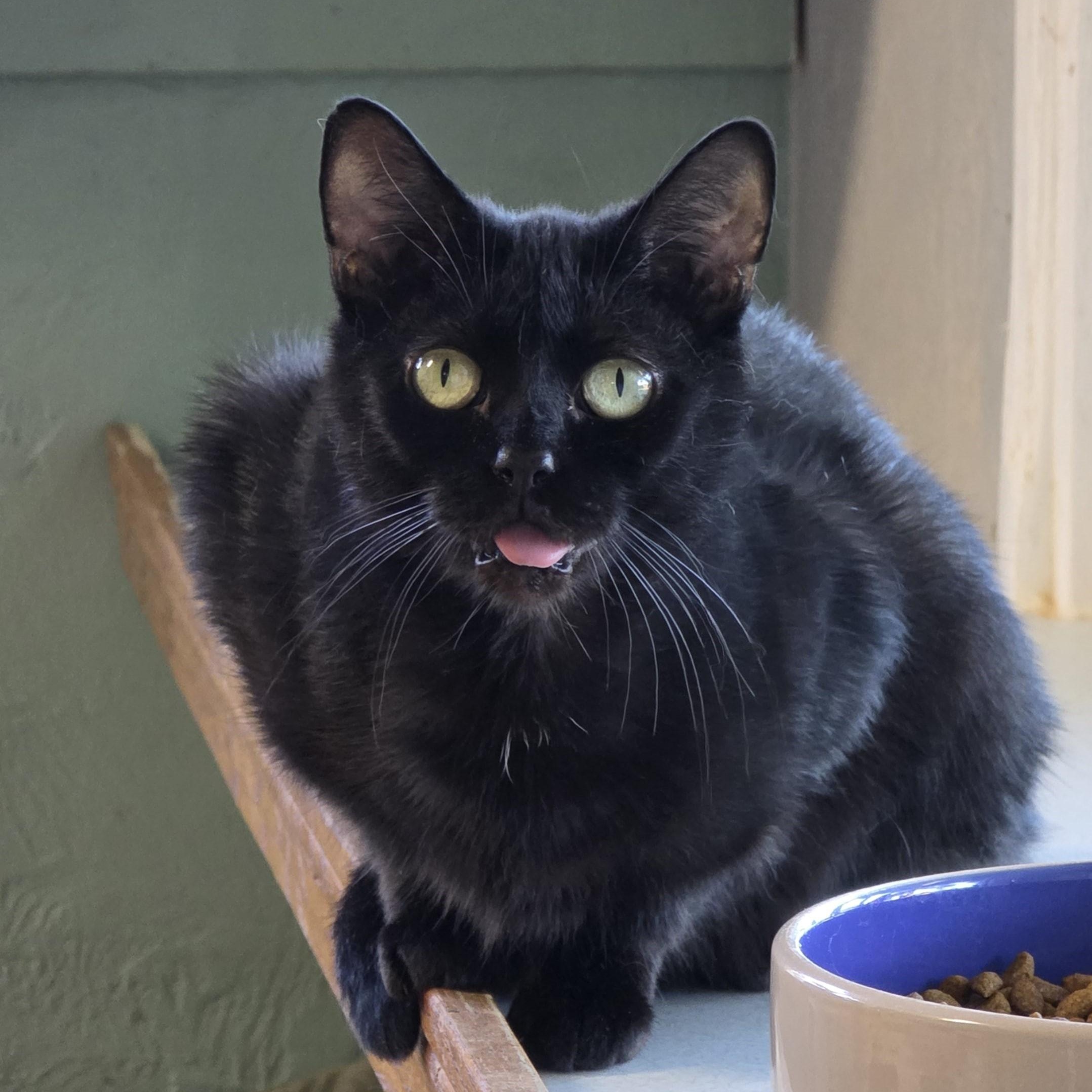 Tootie Fields, Adoptable, Adult Female Domestic Short Hair & Tabby.