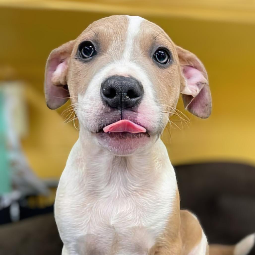 Enlarge Aster, a Adoptable Mixed Breed in Huntsville, AR image 1/2