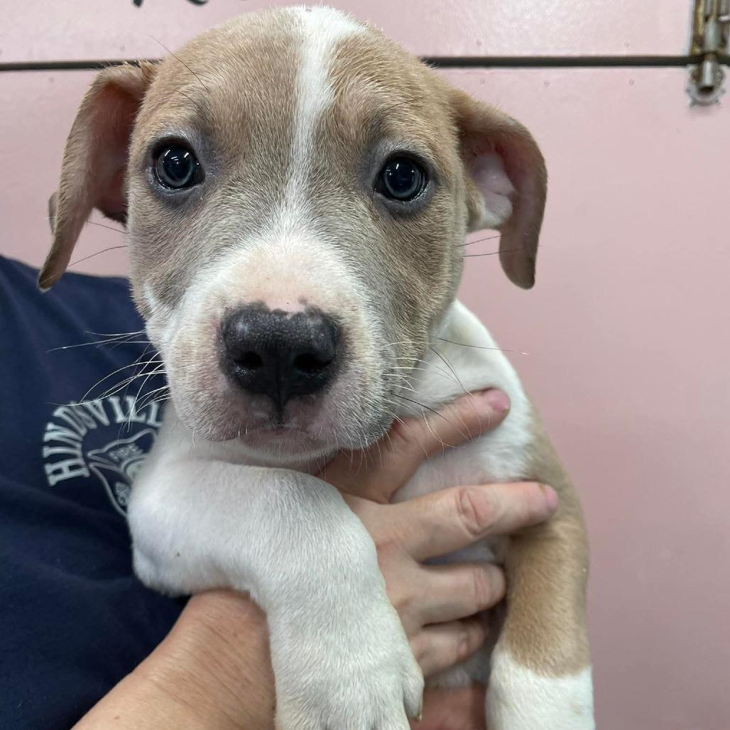 Enlarge Aster, a Adoptable Mixed Breed in Huntsville, AR image 2/2