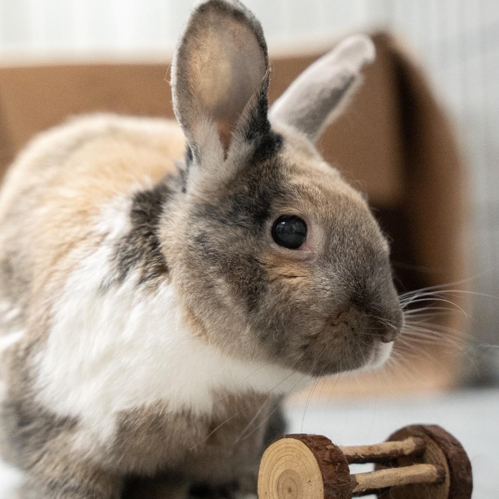Amadeus, Adoptable, Senior Male Harlequin.