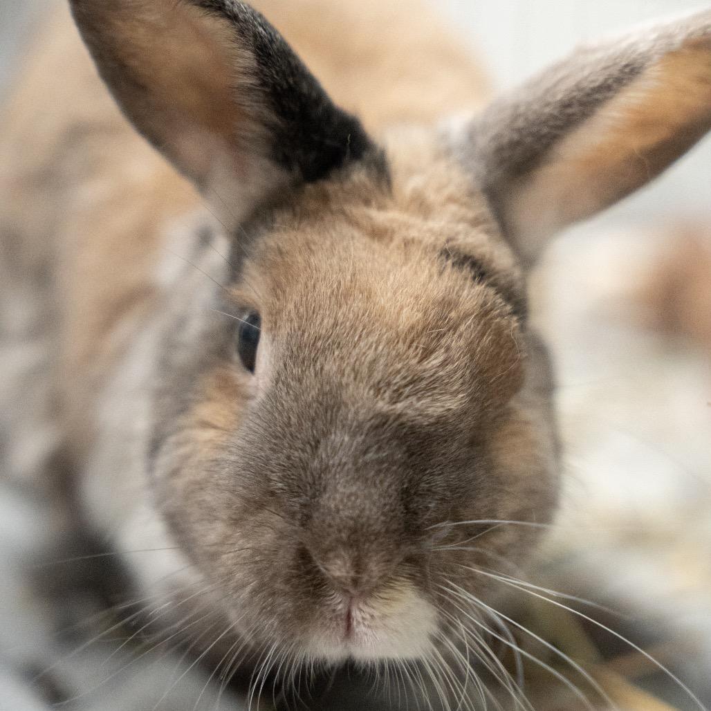 Enlarge Amadeus, a Adoptable Harlequin in Kennesaw, GA image 2/4