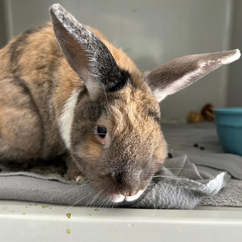 Enlarge Amadeus, a Adoptable Harlequin in Kennesaw, GA image 3/4