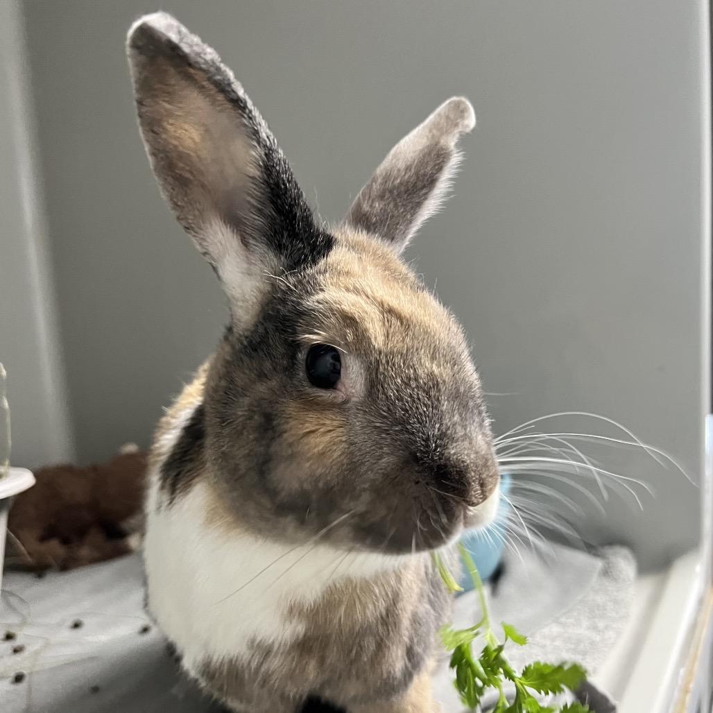 Enlarge Amadeus, a Adoptable Harlequin in Kennesaw, GA image 4/4