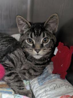 Enlarge Wrangler, a Adopted Domestic Short Hair in Cottonwood, MN image 1/1