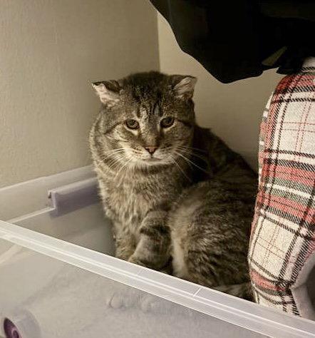 Jumanji, Adopted, Adult Male Tabby & Domestic Short Hair.