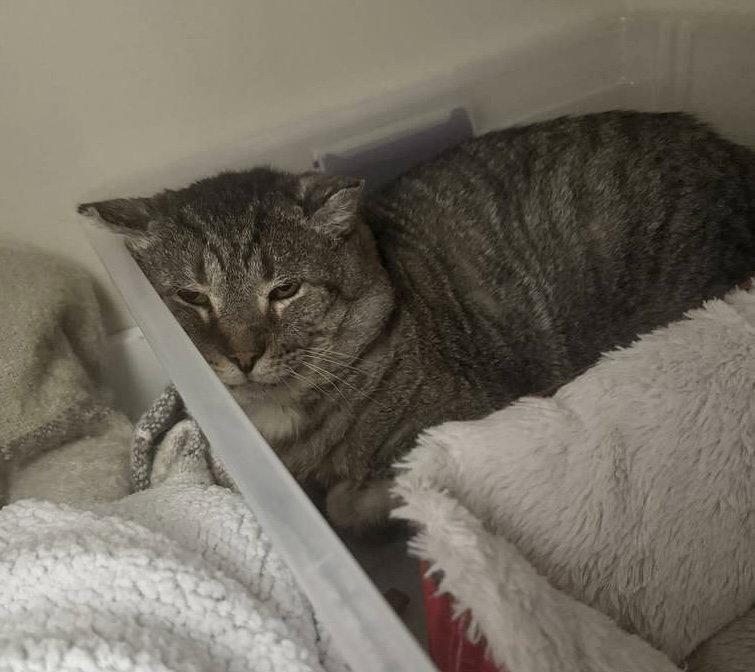 Jumanji, a Adopted mixed breed in Dublin, OH image 2/3