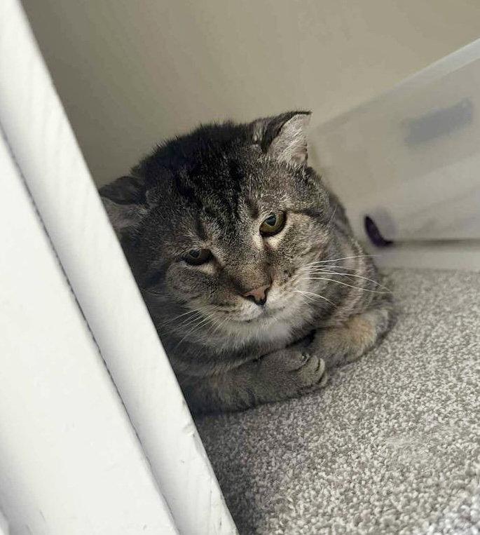 Jumanji, a Adopted mixed breed in Dublin, OH image 3/3
