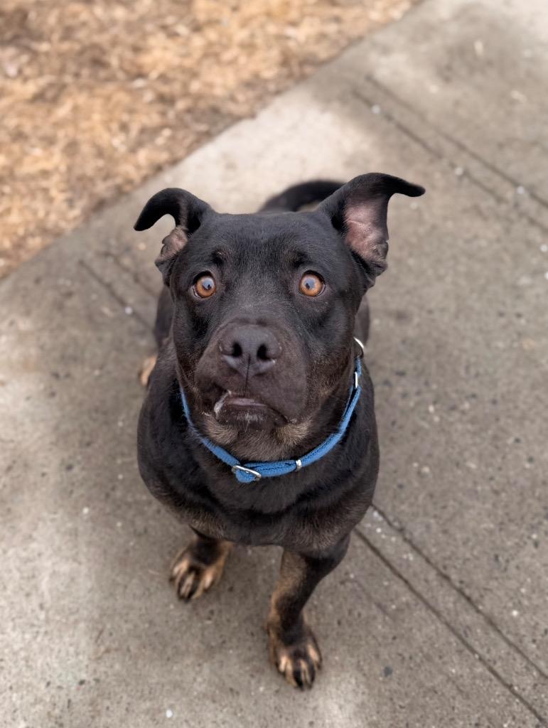 Beast, Adoptable, Young Male Pit Bull Terrier & Mixed Breed.
