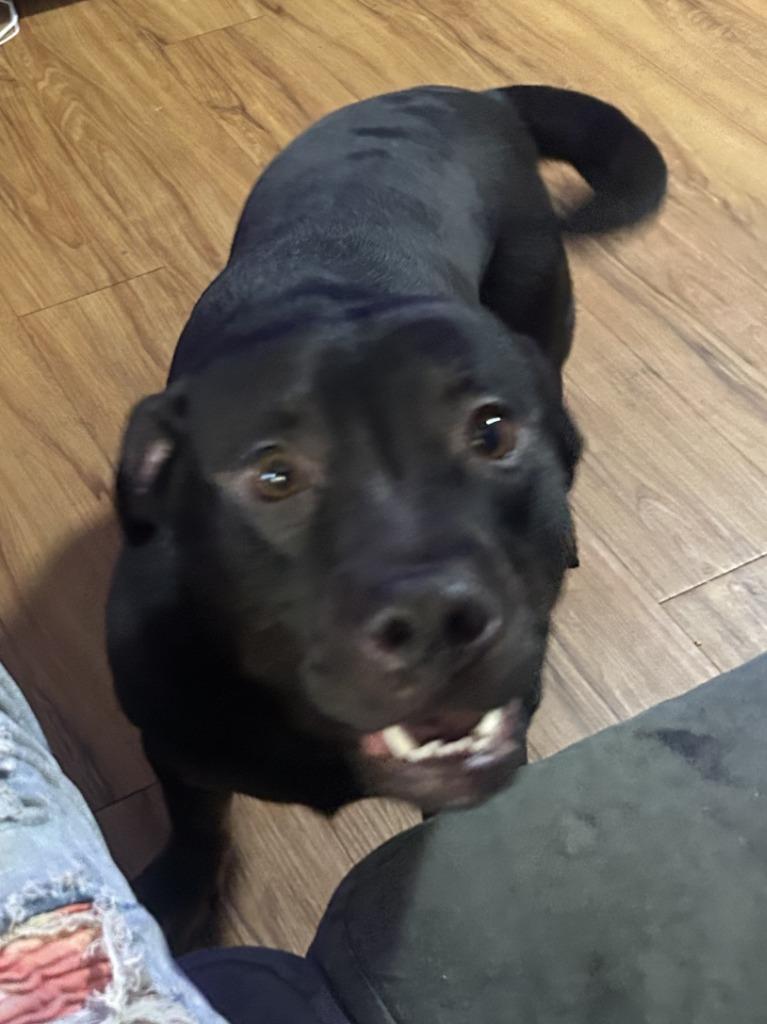 Beast, a Adoptable mixed breed in Peru, NY image 2/2