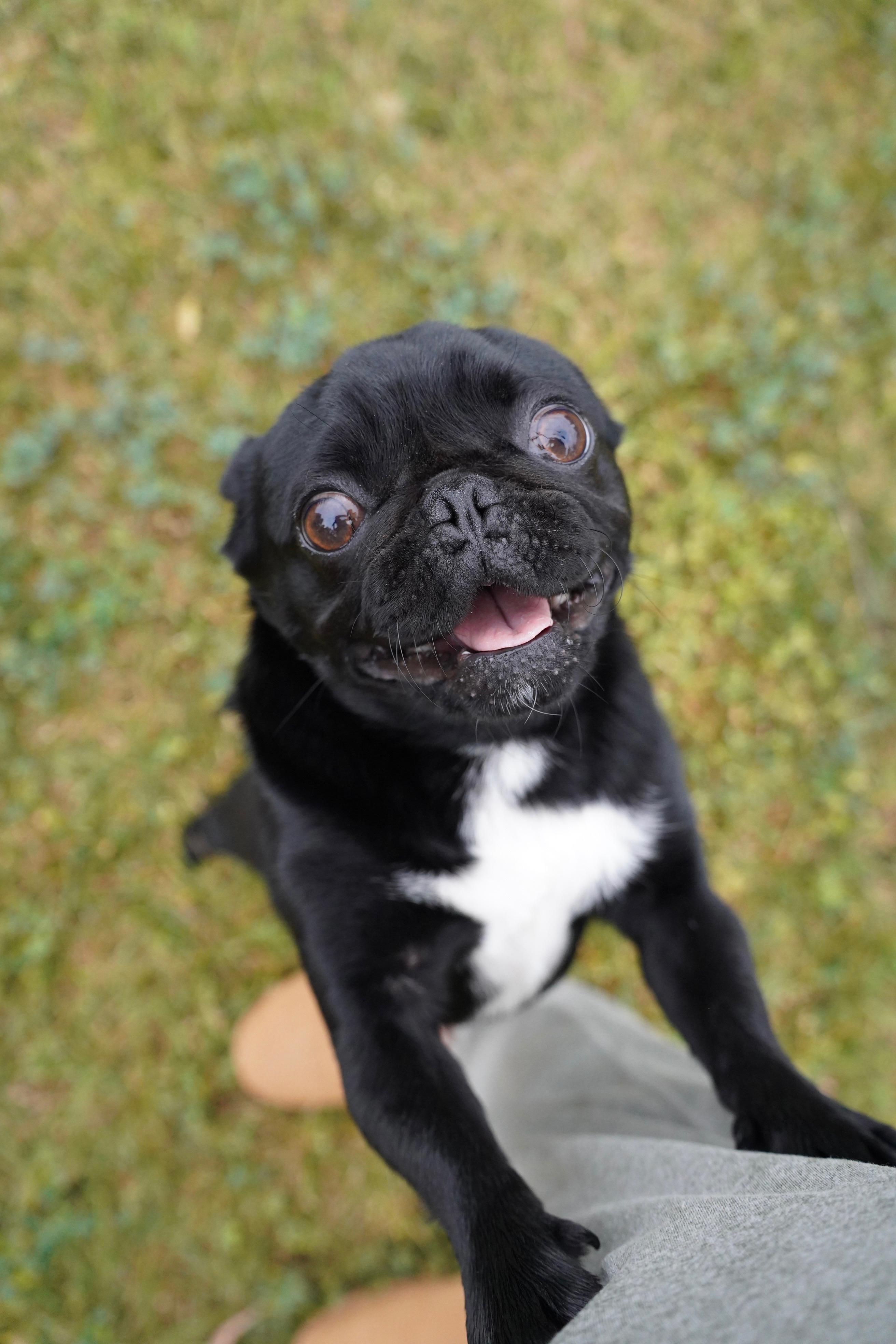 Gordo, adopted, Young Male Pug.
