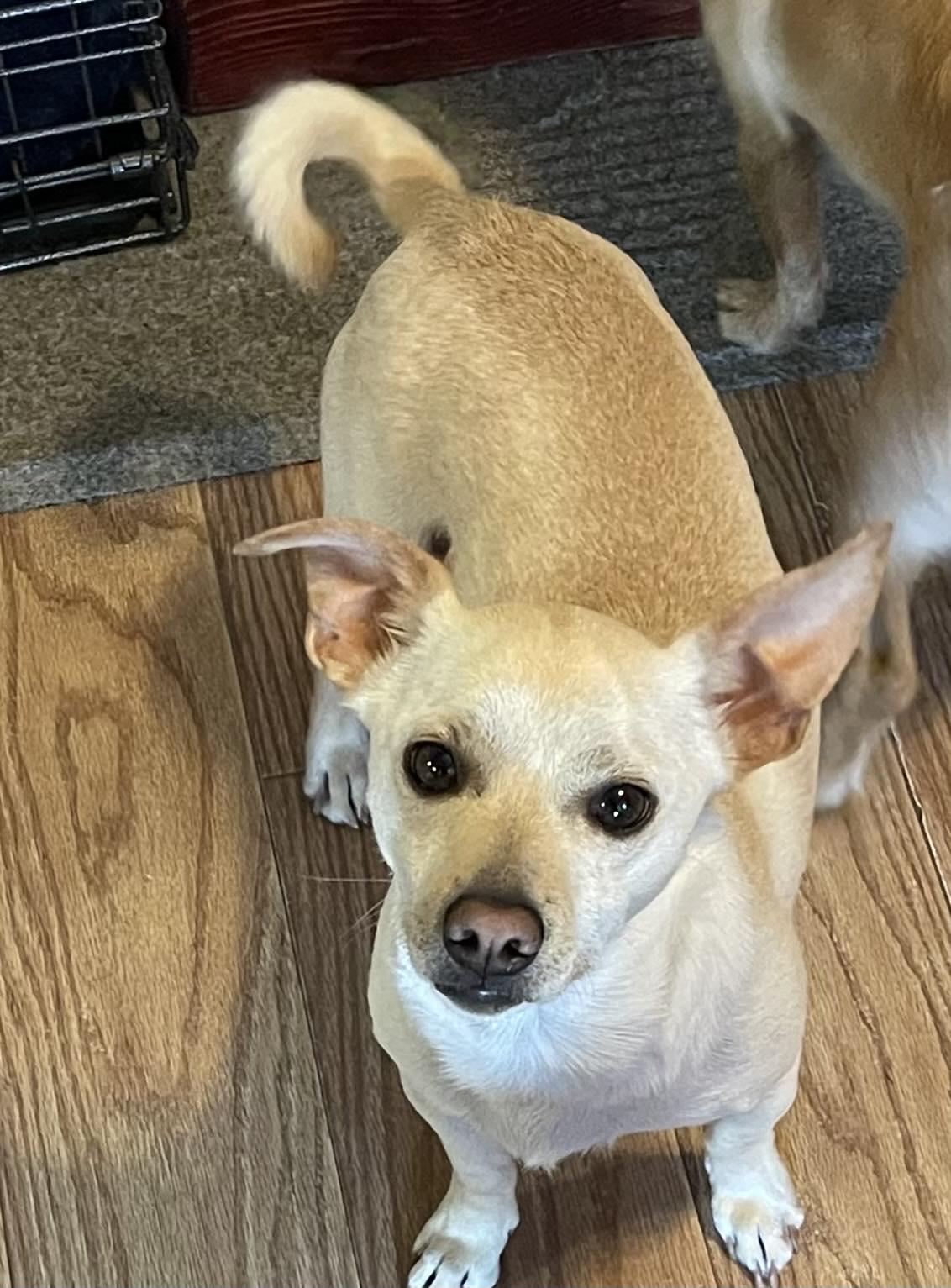 Enlarge Snickers, a Adoptable Chihuahua in West Richland, WA image 1/6