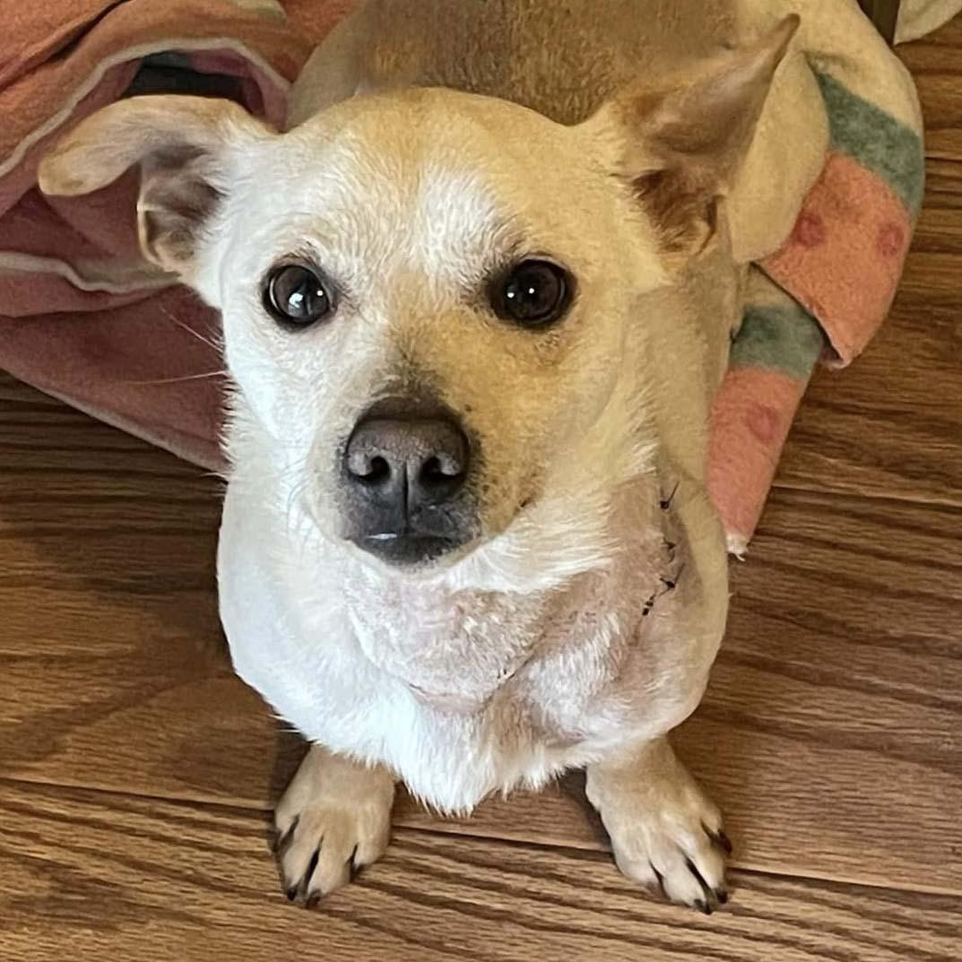 Enlarge Snickers, a Adoptable Chihuahua in West Richland, WA image 2/6
