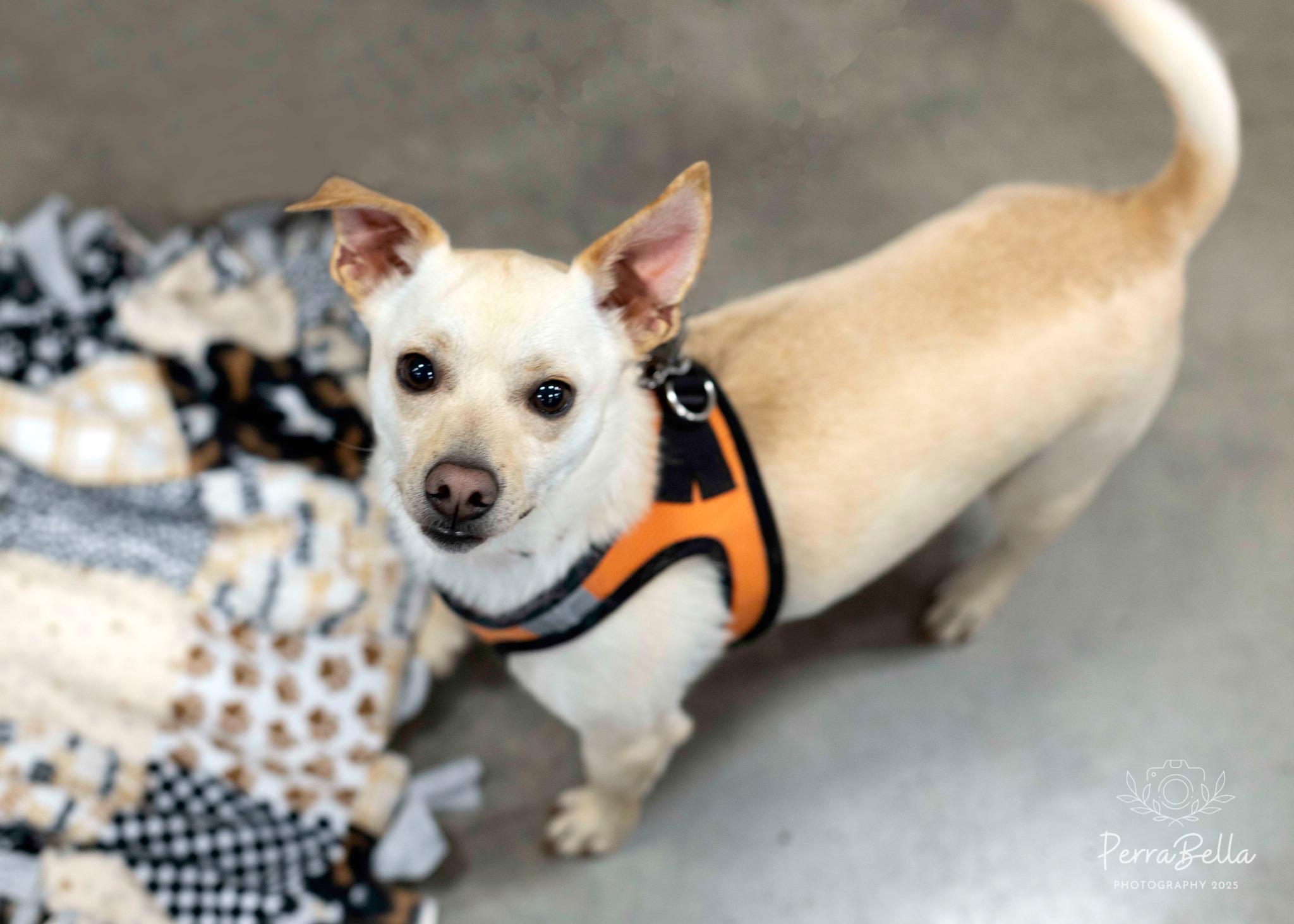 Enlarge Snickers, a Adoptable Chihuahua in West Richland, WA image 3/6