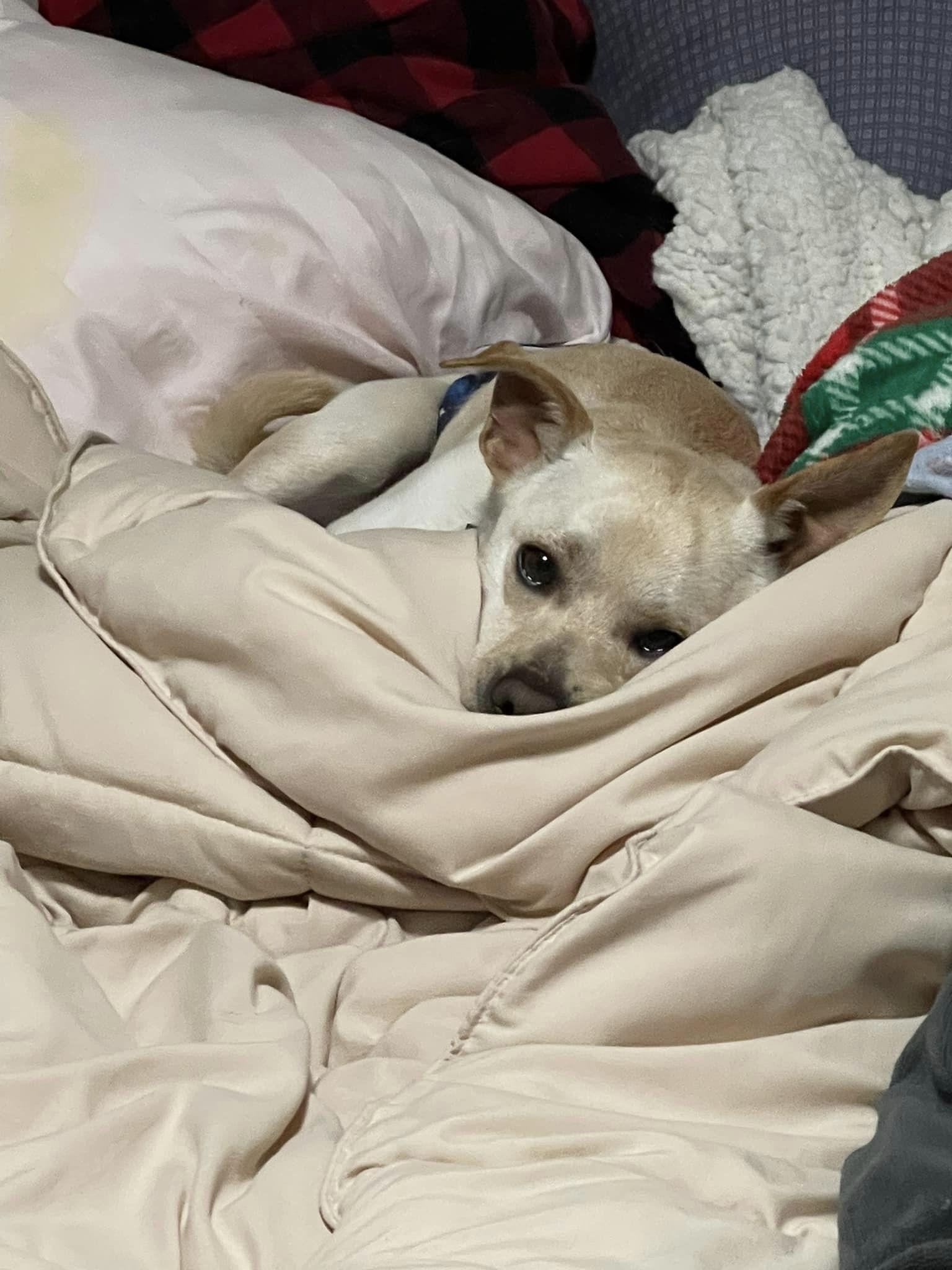 Enlarge Snickers, a Adoptable Chihuahua in West Richland, WA image 4/6