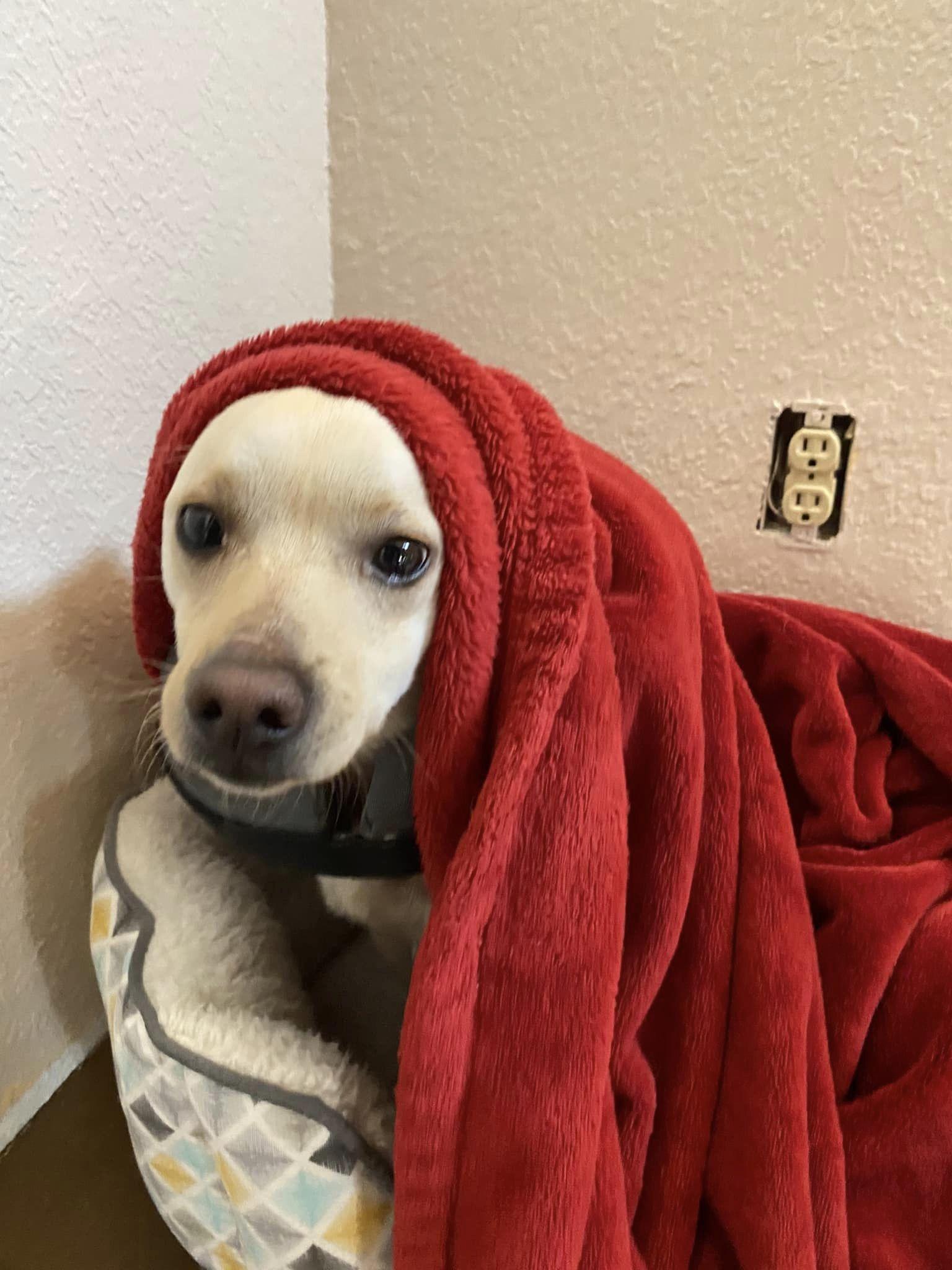 Enlarge Snickers, a Adoptable Chihuahua in West Richland, WA image 5/6