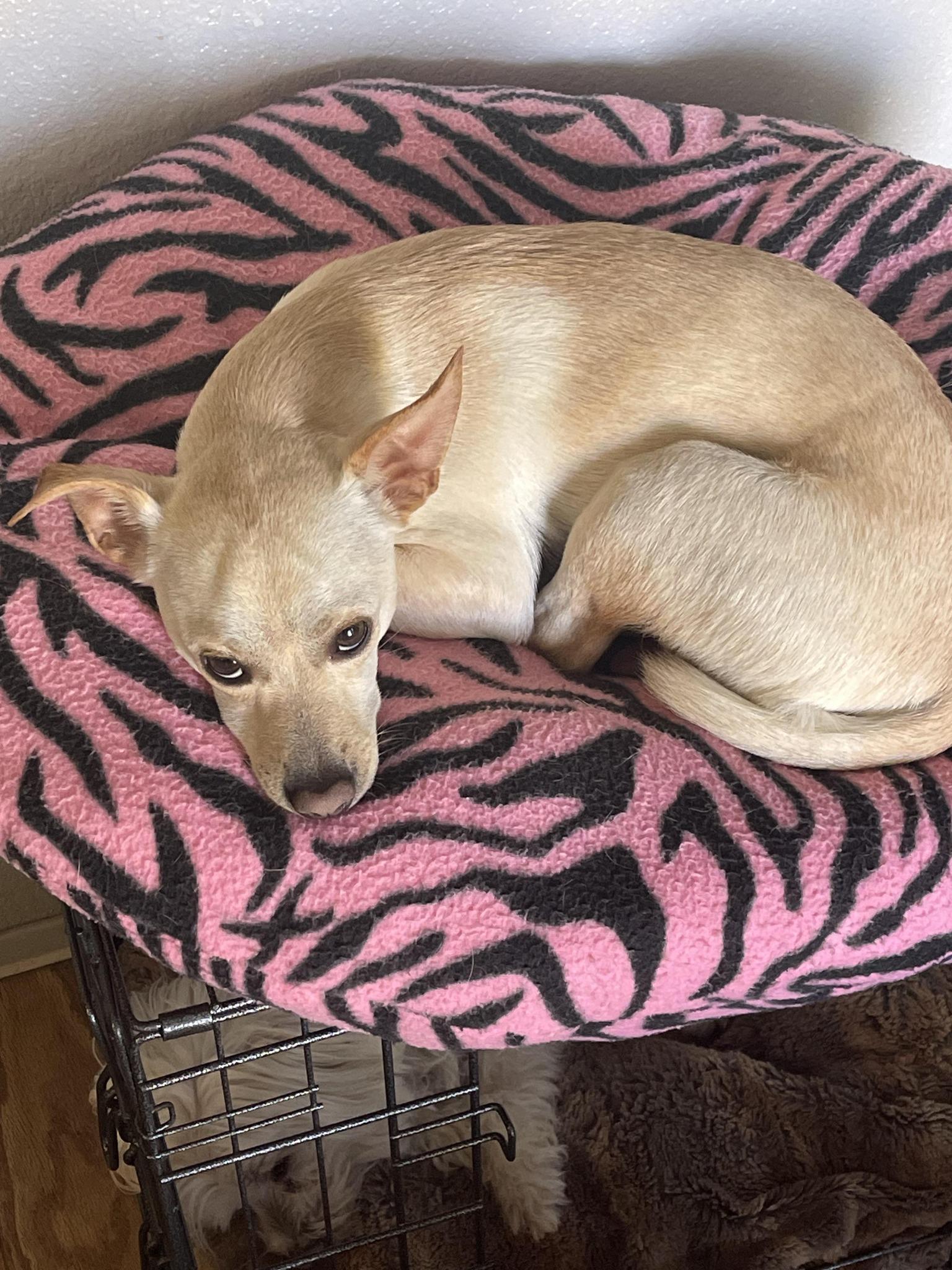 Enlarge Snickers, a Adoptable Chihuahua in West Richland, WA image 6/6