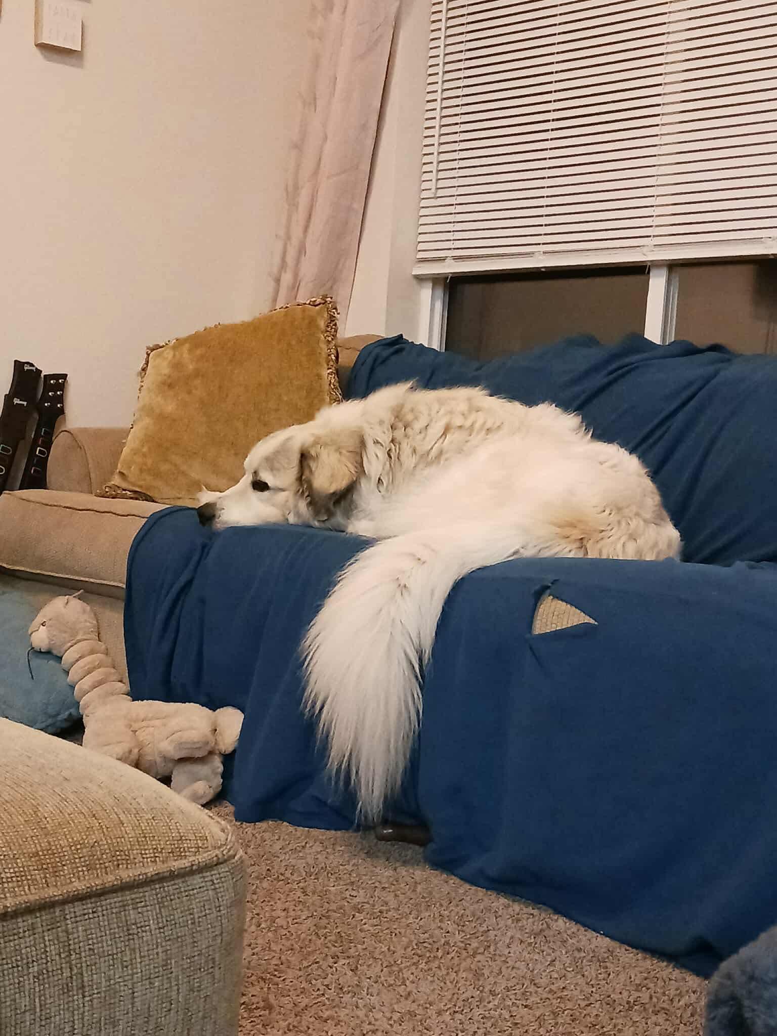 Maximus, Adopted, Adult Male Great Pyrenees.