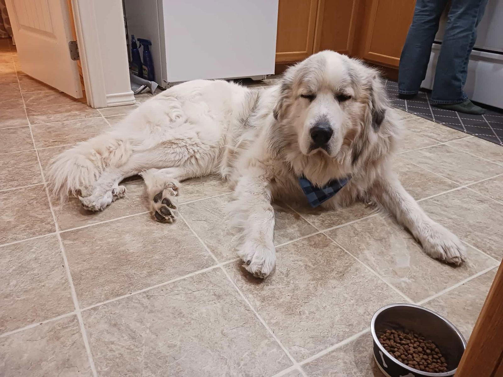 Enlarge Maximus, a Adopted Great Pyrenees in Bountiful, UT image 2/3