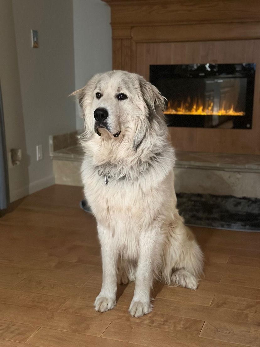 Enlarge Maximus, a Adopted Great Pyrenees in Bountiful, UT image 3/3