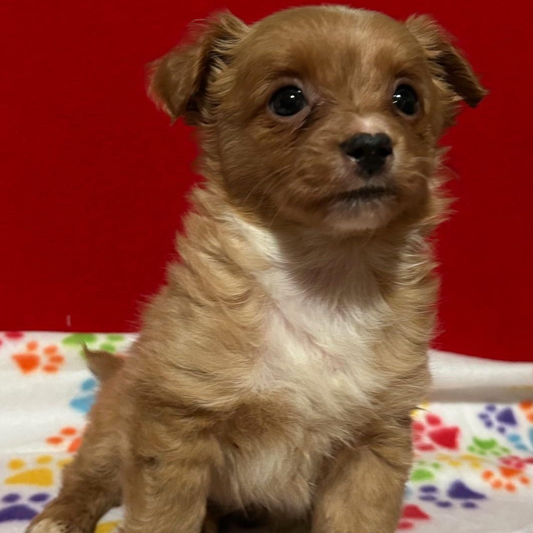 Enlarge Chestnut, an adopted mixed breed in Bartonsville, PA image 3/3