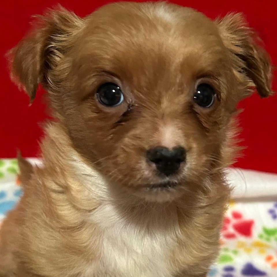 Chestnut, adopted, Puppy Male Chihuahua & Yorkshire Terrier.