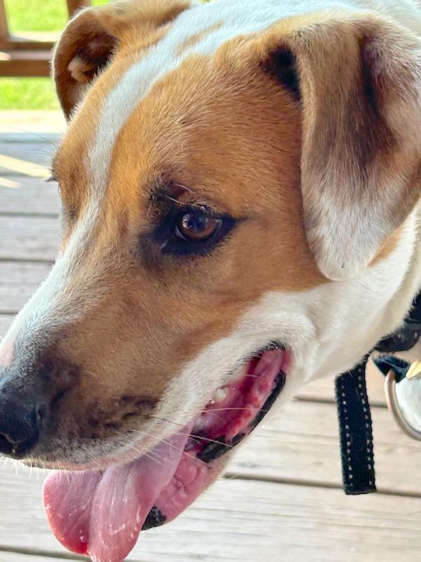 Desi-Courtesy Listing, a Adoptable mixed breed in Fayetteville, AR image 2/5