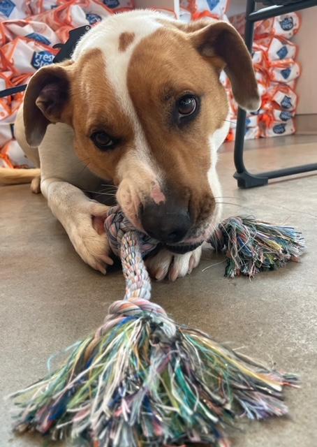 Desi-Courtesy Listing, a Adoptable mixed breed in Fayetteville, AR image 5/5