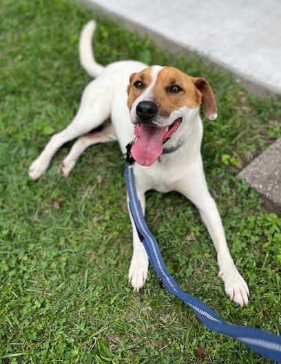 Desi-Courtesy Listing, a Adoptable mixed breed in Fayetteville, AR image 1/5