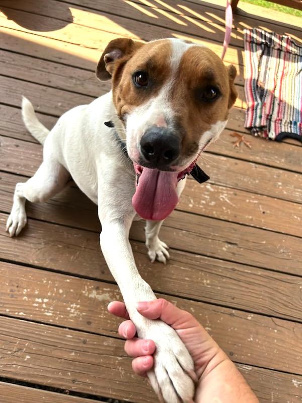 Desi-Courtesy Listing, a Adoptable mixed breed in Fayetteville, AR image 3/5