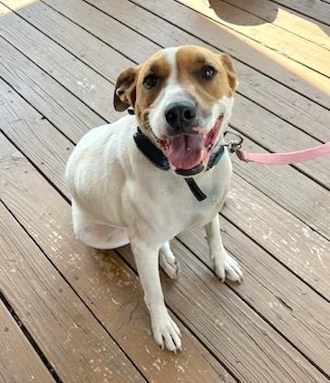 Desi-Courtesy Listing, a Adoptable mixed breed in Fayetteville, AR image 4/5