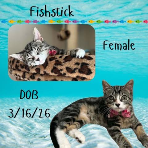 Enlarge Fishstick, a Adoptable mixed breed in Caldwell, TX image 1/1