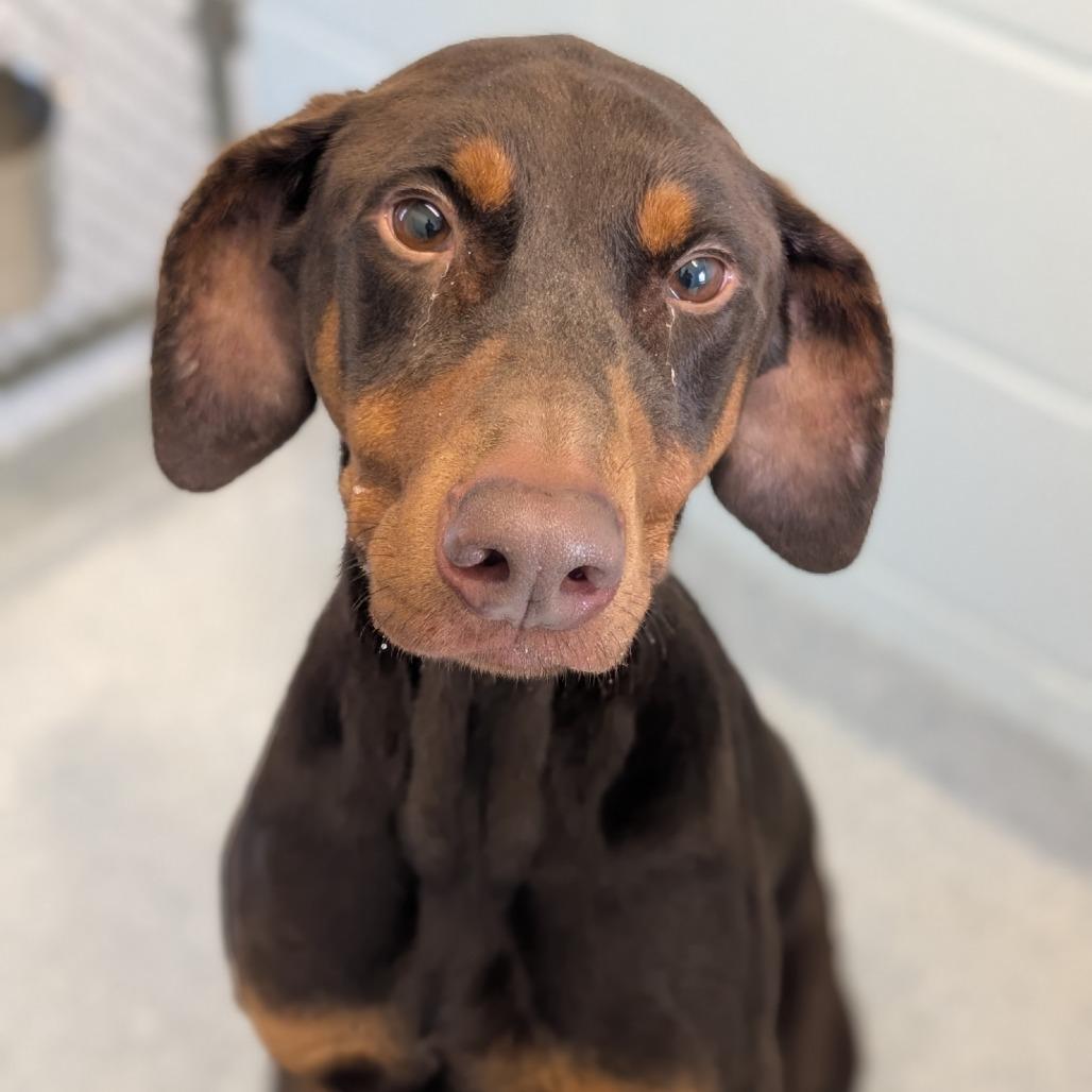 Enlarge 7947 Hera, a Adoptable Doberman Pinscher in Sandown, NH image 1/2