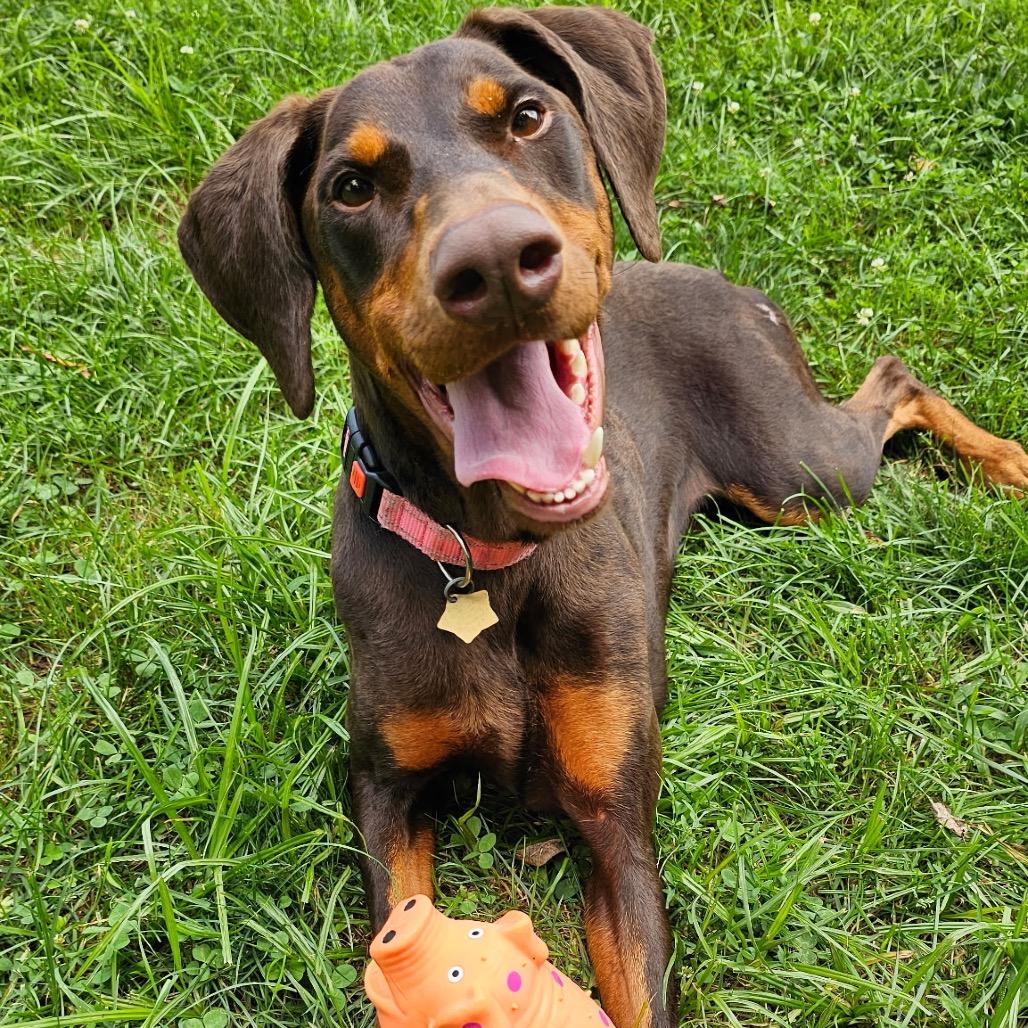 Enlarge 7947 Hera, a Adoptable Doberman Pinscher in Sandown, NH image 2/2
