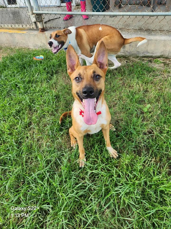 Mira Pit Bull Terrier Dog