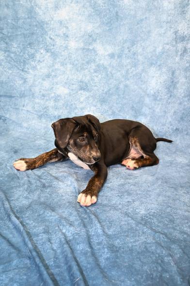 Cholly — thumbnail 3