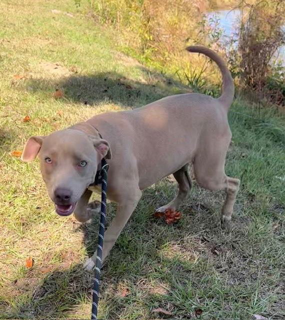 Laverne, a Adoptable American Bulldog in Tarrytown, GA image 1/3